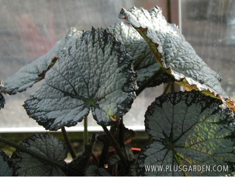 B. ‘Ironstone’